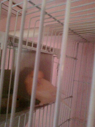 10945447_916486088396055_44903088_n - canari