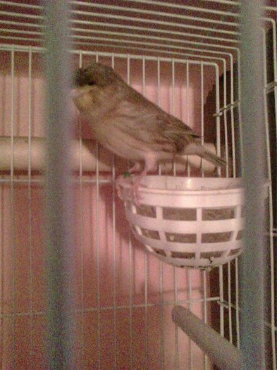 10947586_916485985062732_1703592136_n - canari