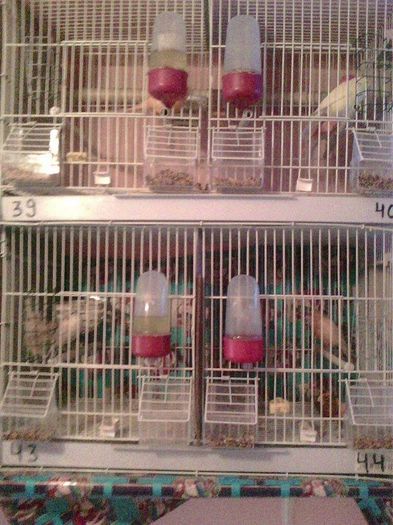 10947610_916486195062711_1098033221_n - canari