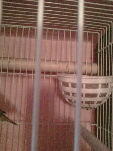 10947774_916485958396068_1085140508_n - canari