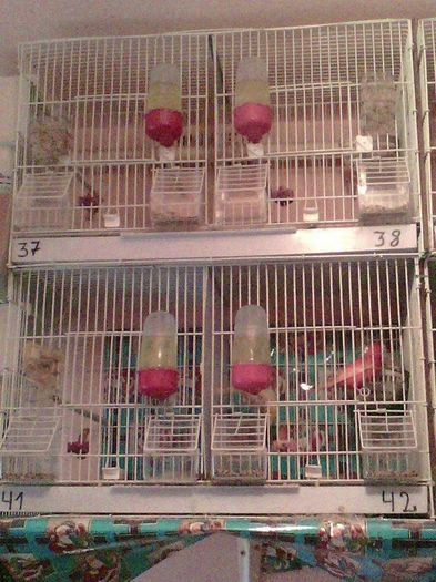 10950909_916485788396085_1260406081_n - canari