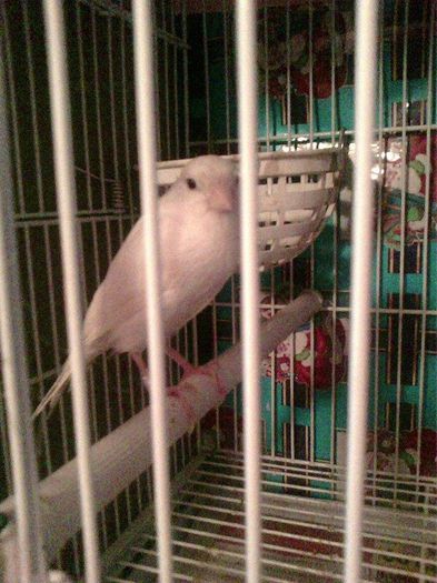 10952061_916485878396076_642173897_n - canari