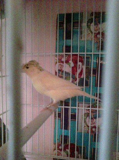 10952159_916485995062731_484074191_n - canari