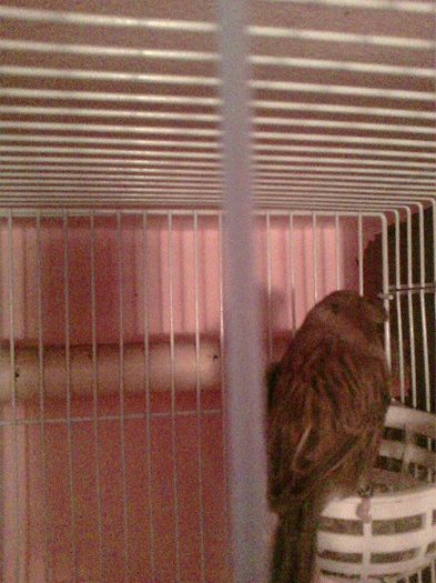 10956061_916485915062739_172684613_n - canari