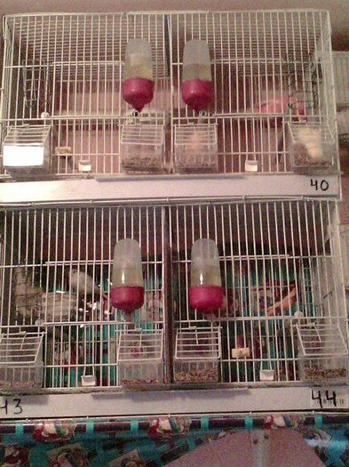 10957404_916485798396084_1384714389_n - canari