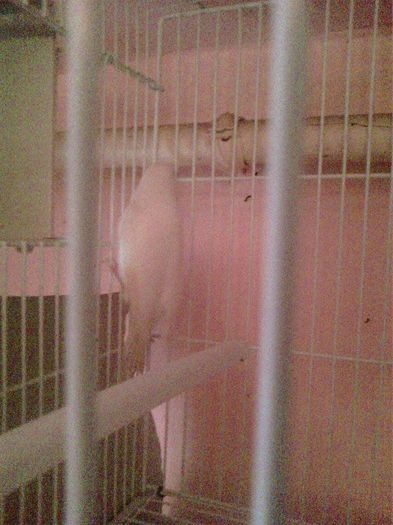 Copy (2) of 10944788_916486041729393_401214552_n - canari
