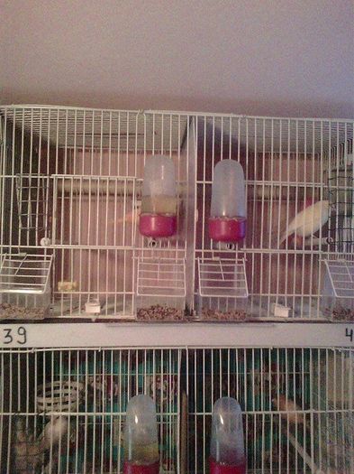 Copy (2) of 10945125_916486155062715_470571041_n - canari