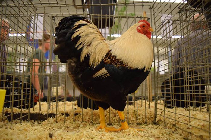 9808_722988784482804_5985503097867421235_n