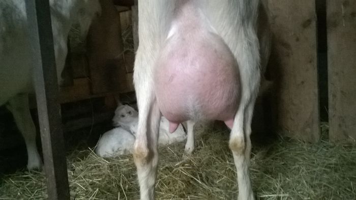 WP_20150127_020; cu 4 ore inainte de fatare
