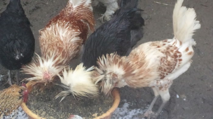 VINDUTI TOTI CIUCLATII