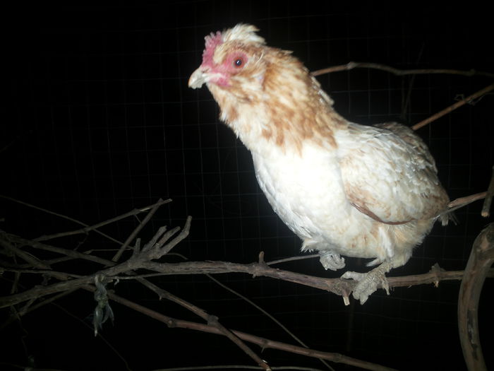 20150127_063607 - gaini pitice