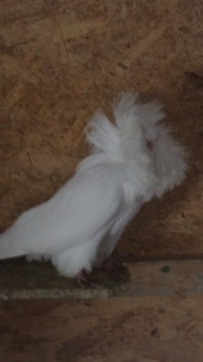 MASC. 2014 achizitie