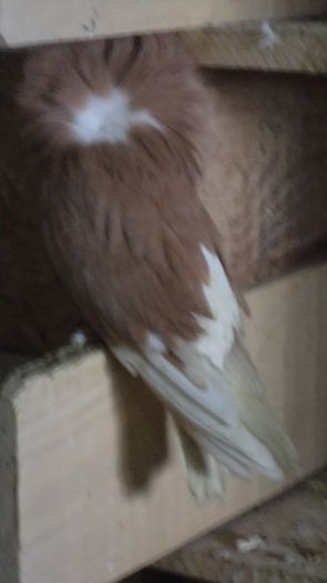 DSC06620 - Gulerati Maria Stuard  2017 ARHIVA SI MATCA ACTUALA