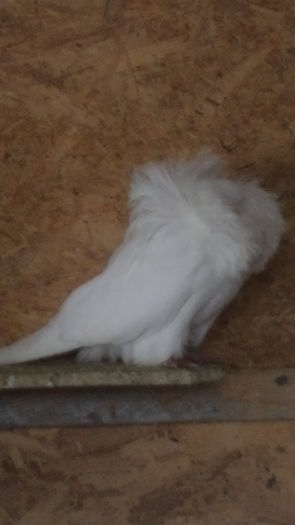 MASC 2014 - Gulerati Maria Stuard  2017 ARHIVA SI MATCA ACTUALA