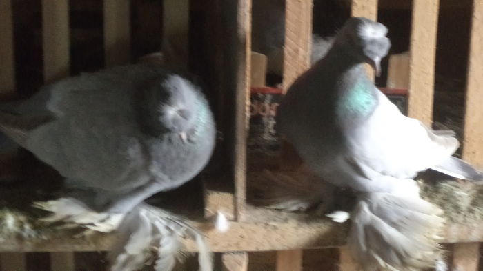 tobosari rozeta frontala AMINTIRE