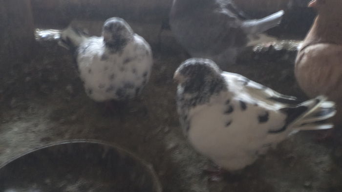 TATA SI FICA PERECHE ACUMA