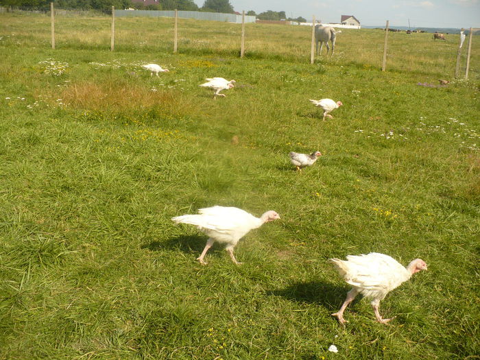 P1120106 - gradina ecologica imagini 2013