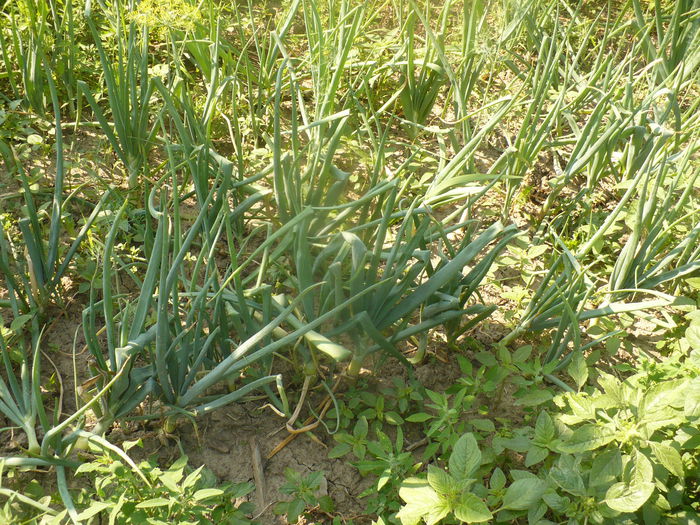 P1120121 - gradina ecologica imagini 2013