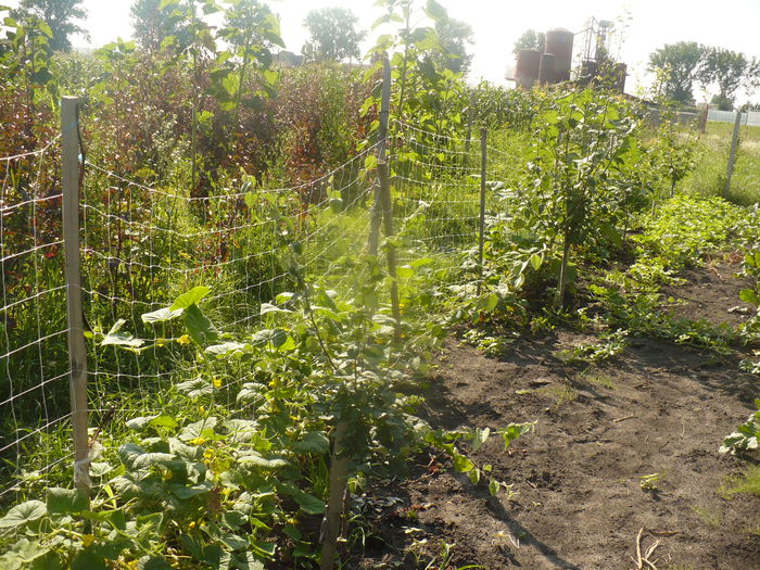 P1120137 - gradina ecologica imagini 2013