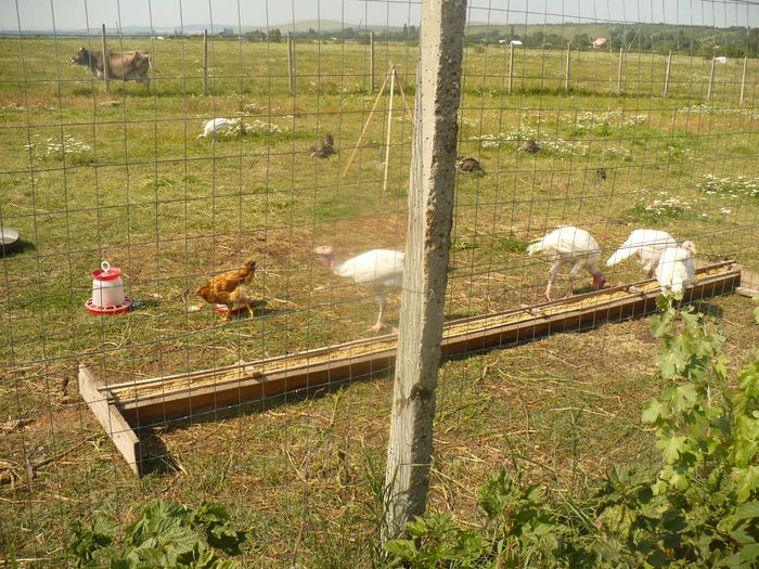 P1120654 - gradina ecologica imagini 2013