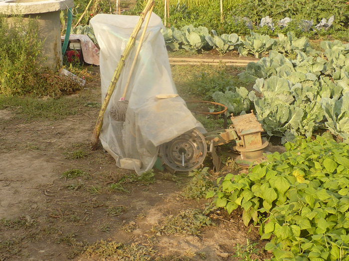 P1120755 - gradina ecologica imagini 2013