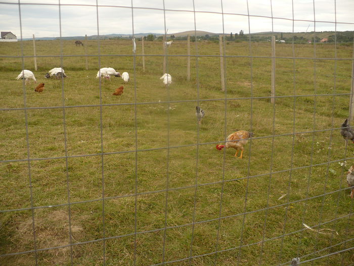 P1120783 - gradina ecologica imagini 2013