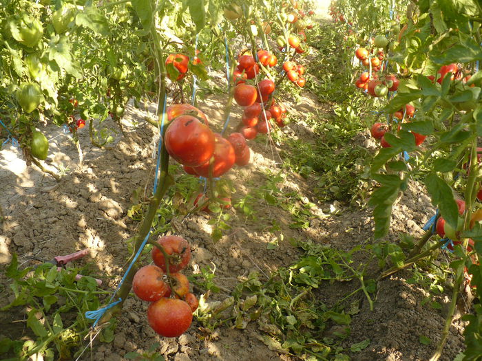 P1120817 - gradina ecologica imagini 2013