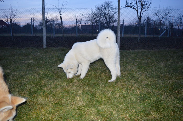 DSC_1491 - Cateii mei Akita Inu