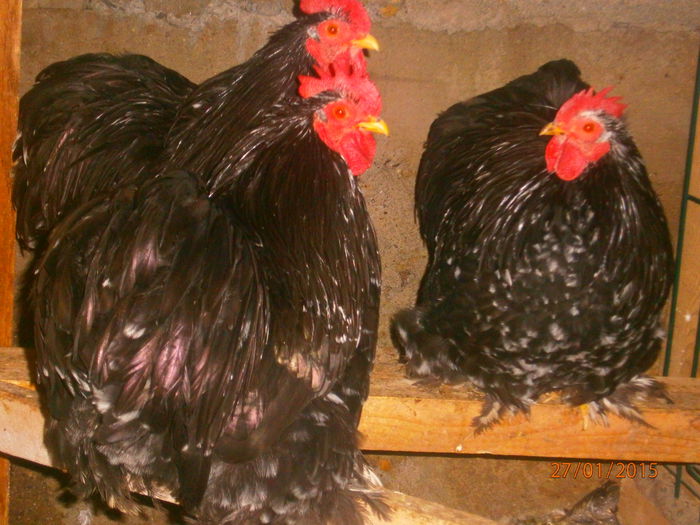 CARE-I MAI FRUMOS DIN EI?