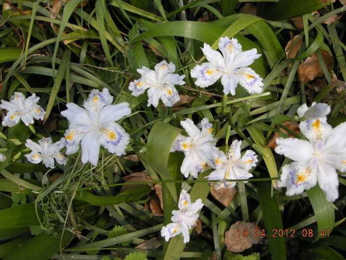 DSCN8486 - plante de gradina