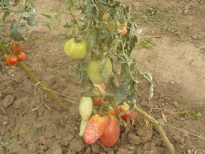 P1100991