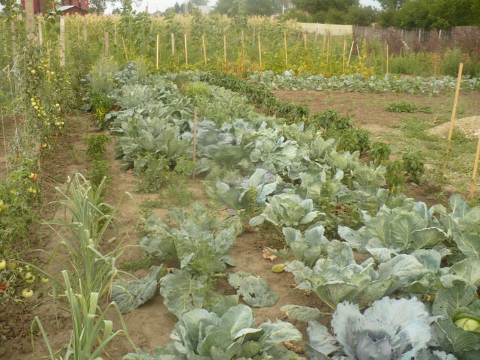 P1100994 - gradina eco 2012