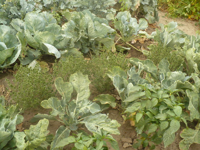 P1100997