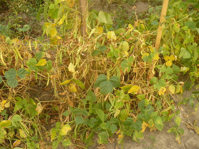 P1110004