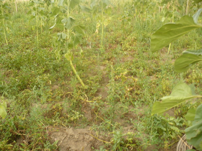 P1110006