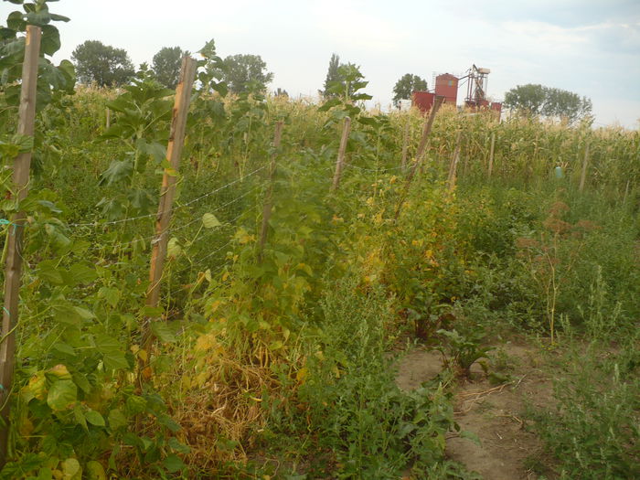 P1110007