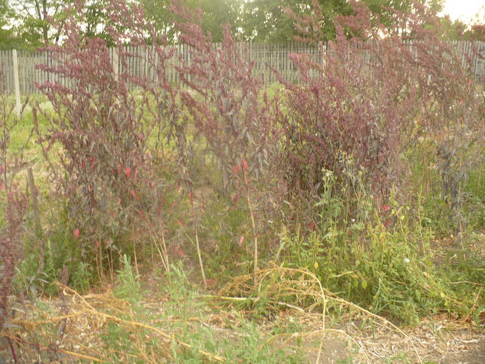P1110009