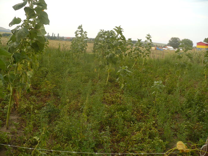 P1110011