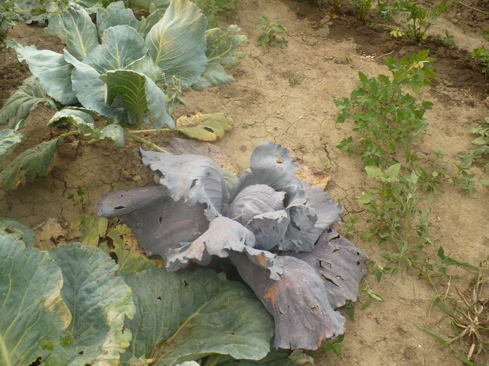 P1110019