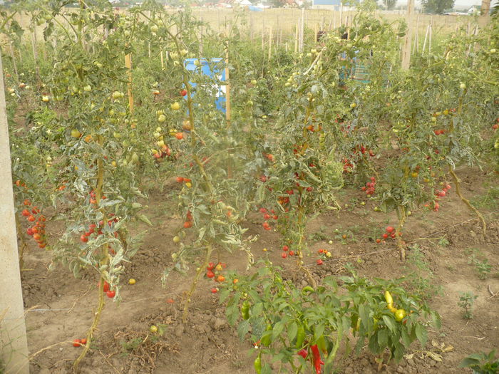 P1110080