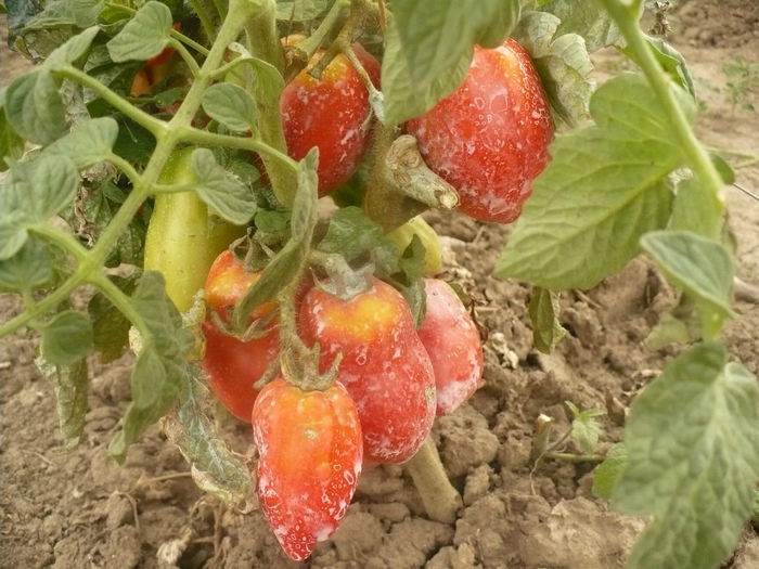 P1110082