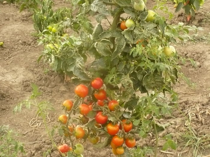 P1110084