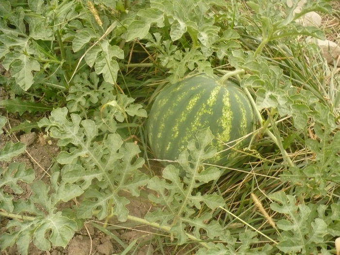 P1110097