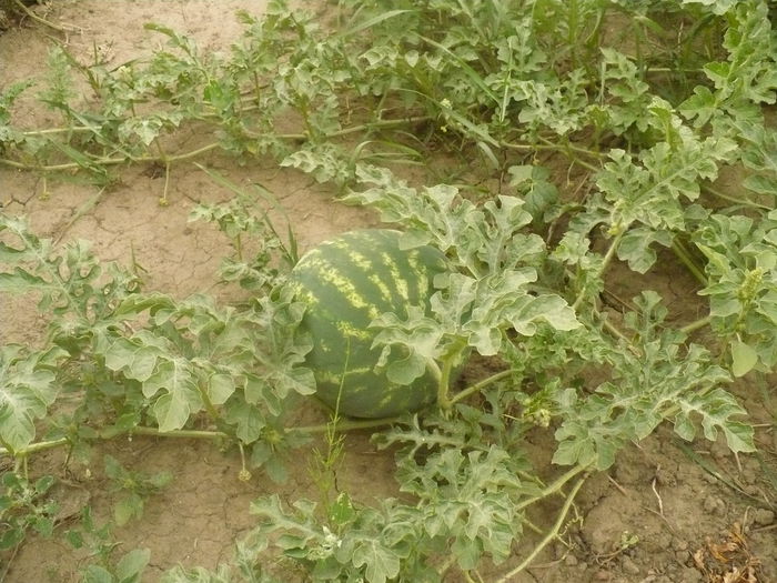 P1110098