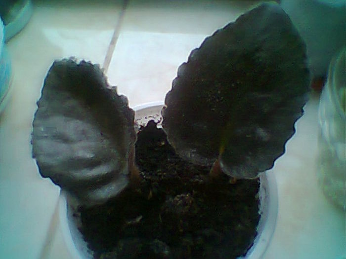 Rs Romantika