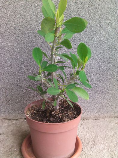 Euphorbia portocaliu 15 - PLANTE DE VINZARE 2016