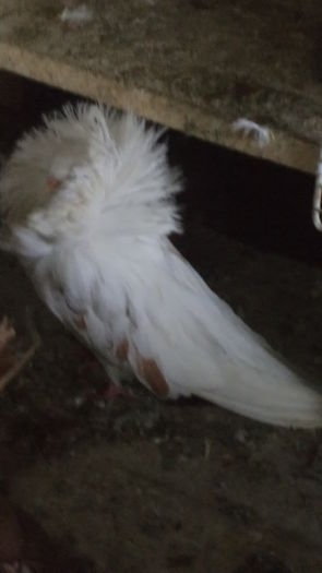 DSC06618 - Gulerati Maria Stuard