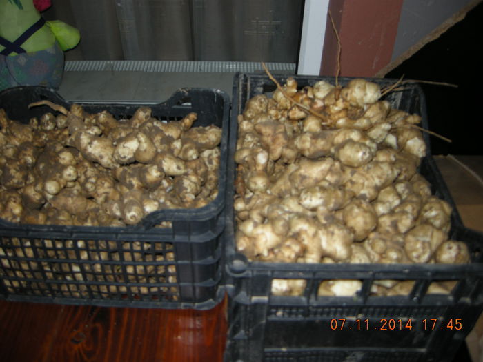 DSCN6636; recolta de napi topinambur
