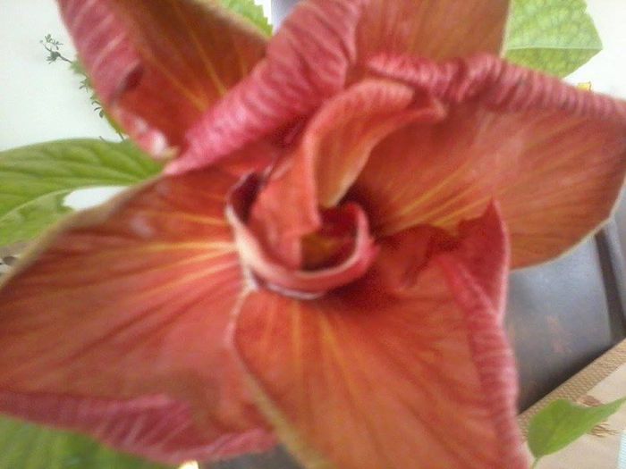 mahogany star-