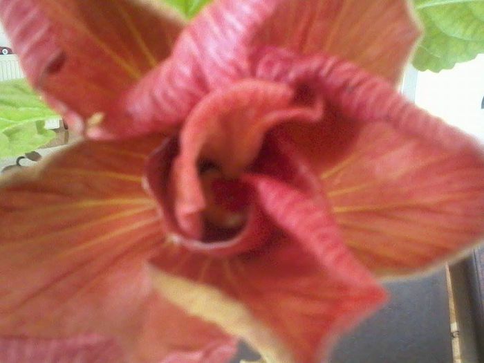 hibiscusii sa faca flori
